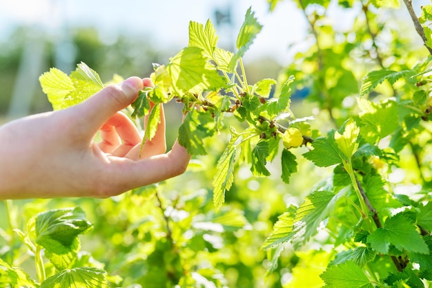 Branche de brousse de cassis à la main baies vertes non mûres sur la saison printemps-été de la brousse