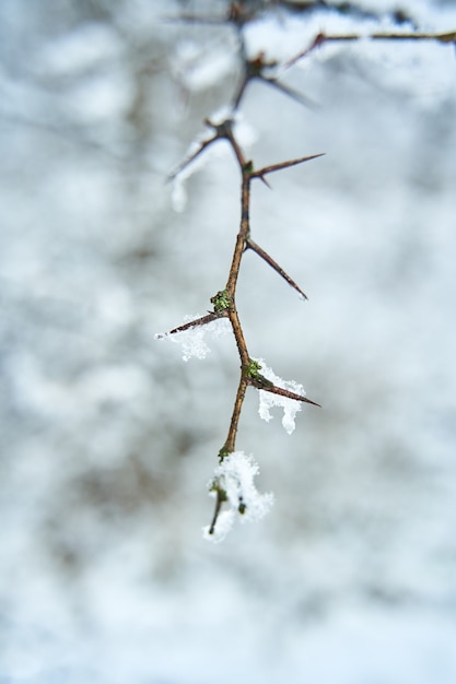 Branche de brousse couverte de neige dans le parc de la ville d'hiver. Fermez la branche avec des pointes.