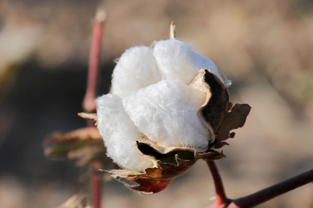 Photo branche brune d'une boîte ouverte de fibres de coton molles et moelleuses autour des graines du genre gossypium de près