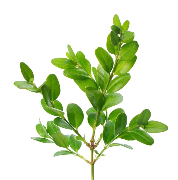 Branche de buis isolé sur fond blanc Brin de buis vert Buxus with clipping path