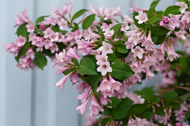 Une branche d'un buisson à fleurs weigela photographié en gros plan.