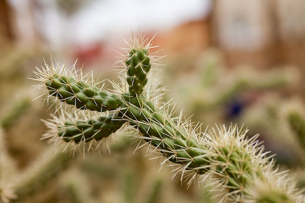 branche de cactus bouchent cactus