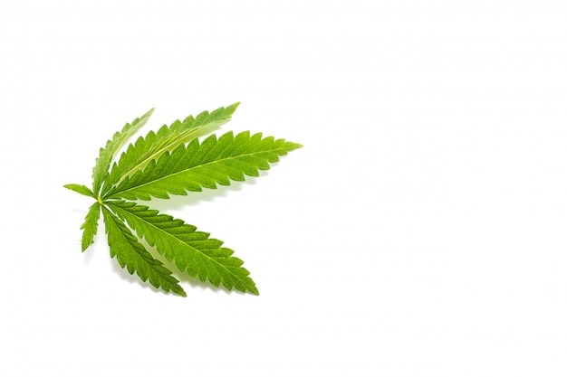Branche de cannabis verte, isoler, drogues illégales