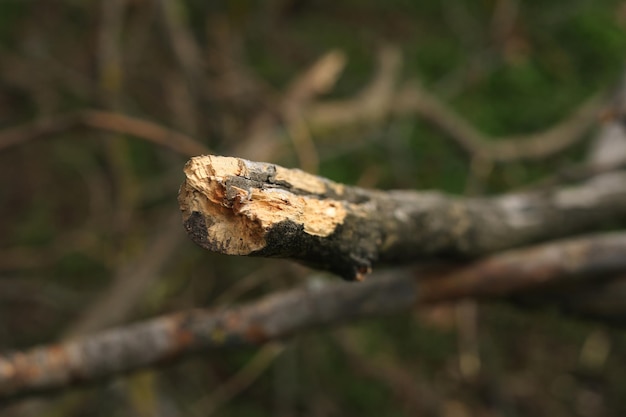 Branche cassée d'un vieil arbre agrandi