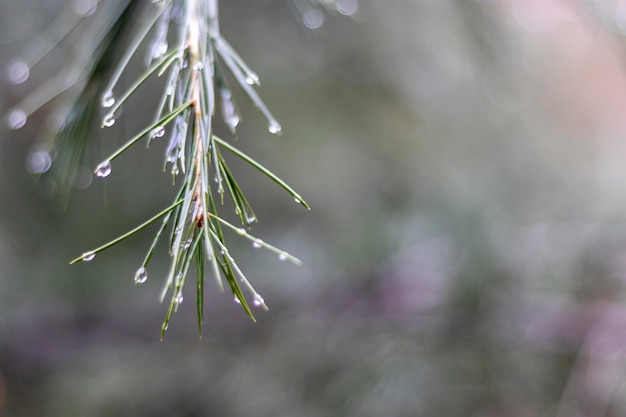 Branche de cèdre avec fond naturel de gouttes de pluie