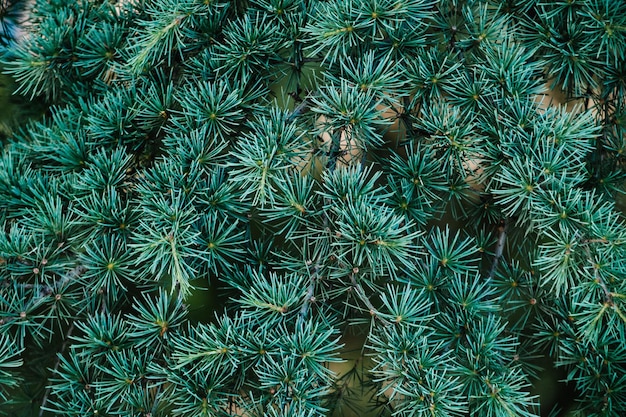 Branche de cèdre de pin de noix sur fond Branches de conifères et jeunes cônes en gros plan Vue de dessus