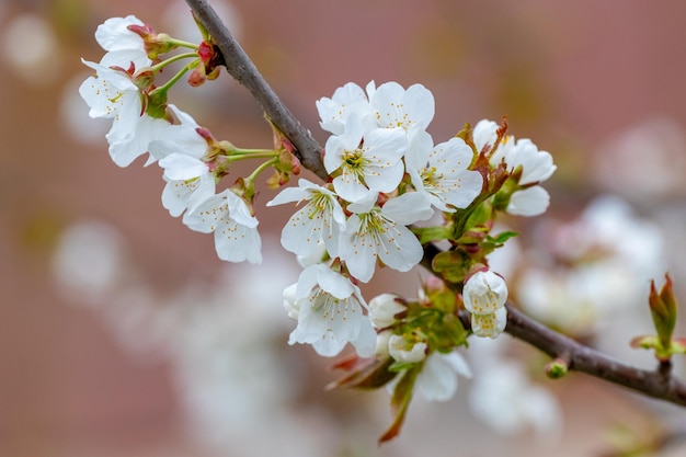 Branche de cerise douce avec gros plan de fleurs blanches Fleurs de cerisier doux