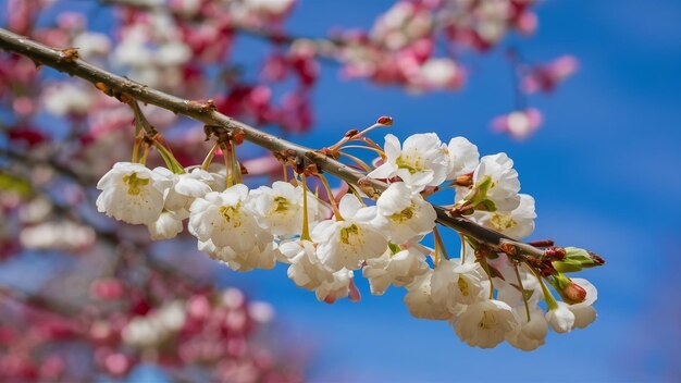 Branche de cerise