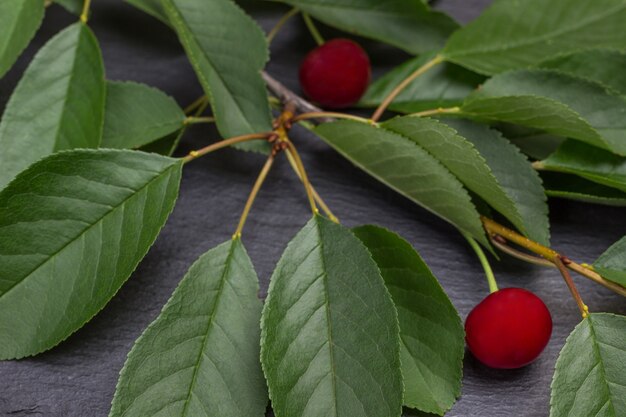 Branche de cerises avec des feuilles. Fermer. Fond en bois.