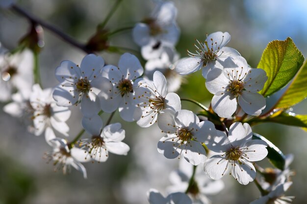 Branche de cerisier au printemps