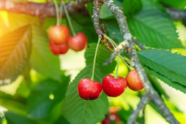 Branche de cerisier aux baies mûres