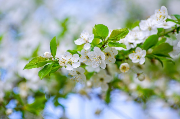 Branche de cerisier avec beau fond