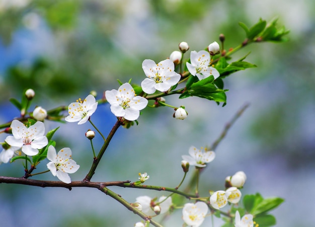 Branche de cerisier avec beau fond