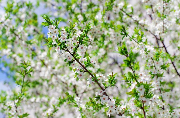 Branche de cerisier avec beau fond