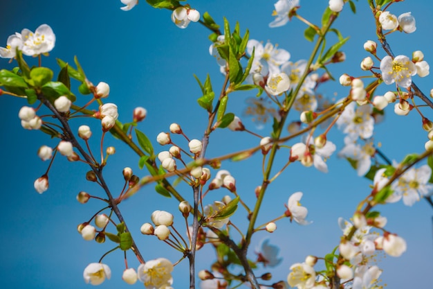 Branche de cerisier avec boutons floraux avant une floraison au printemps Printemps Extreme Close Up