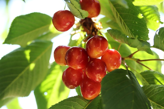 Branche de cerisier Cerises mûres jaunes et rouges