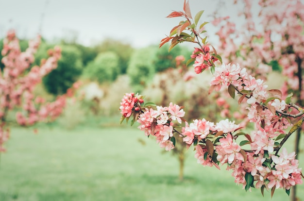 Branche de cerisier dans la nature