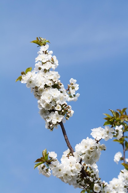 Branche de cerisier dans la période de floraison printanière sur fond de ciel bleu flou