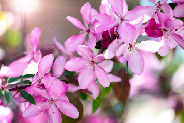 Branche de cerisier décoratif à fleurs roses