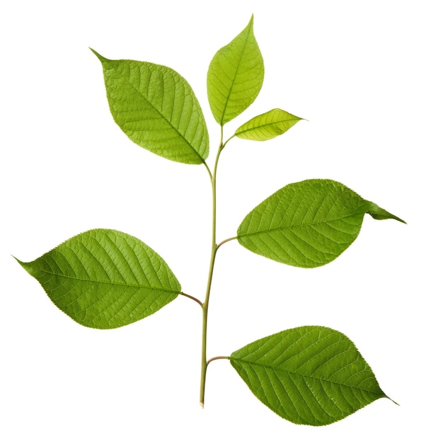 Branche de cerisier avec des feuilles vertes isolé sur fond blanc