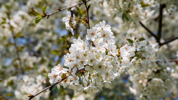 Branche d'un cerisier avec des fleurs blanches en fleurs