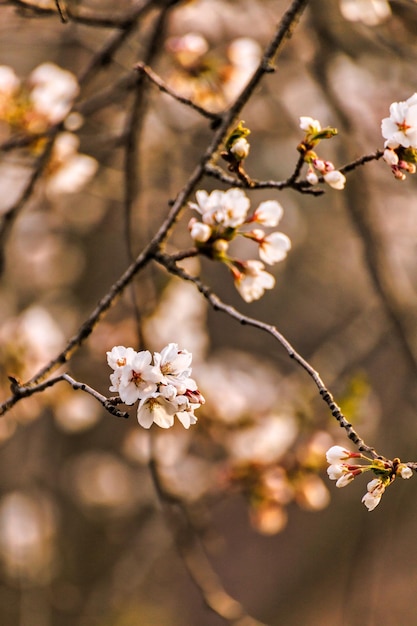 Une branche d'un cerisier à fleurs blanches