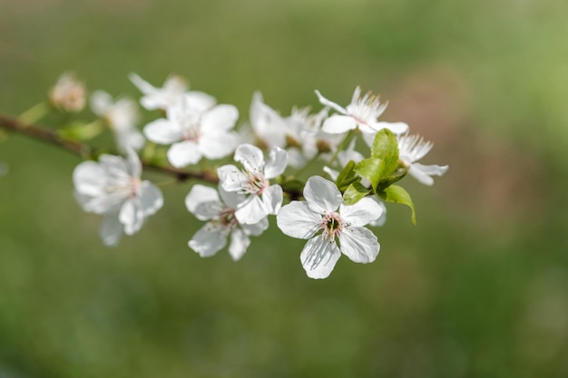 Une branche d'un cerisier à fleurs blanches