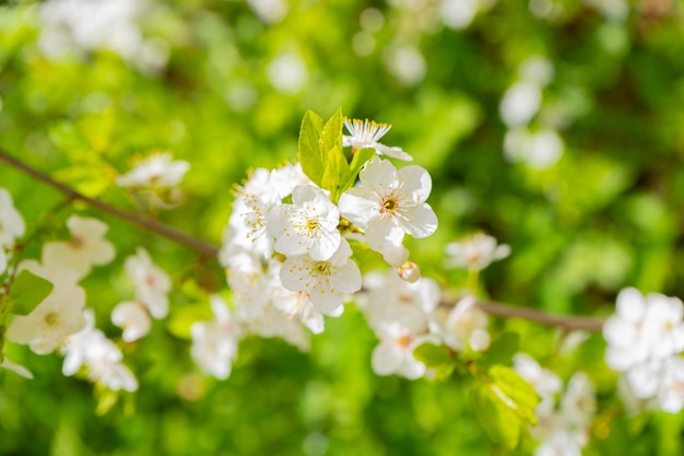 Branche de cerisier. Fleurs de cerisier au printemps. Printemps