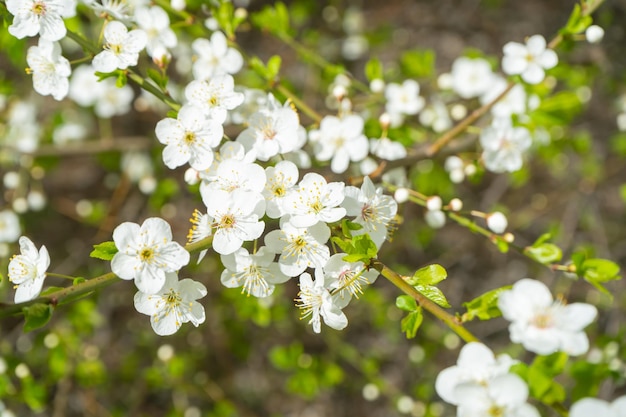 Branche de cerisier. Fleurs de cerisier au printemps. Printemps