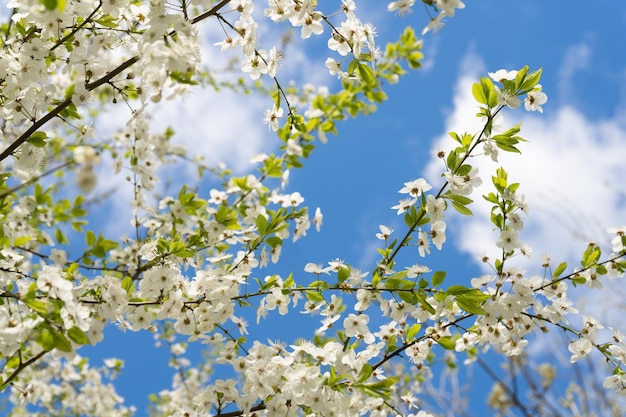 Branche de cerisier. Fleurs de cerisier au printemps. Printemps