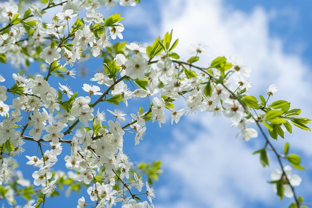 Branche de cerisier. Fleurs de cerisier au printemps. Printemps