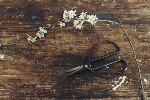 Branche de cerisier en fleurs et ciseaux sur fond en bois rustique plat poser Fleurs de printemps papier peint rural Simple campagne vivant décor à la maison Espace pour le texte