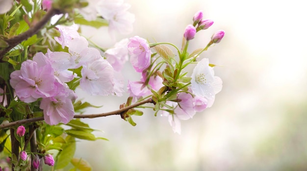 Photo branche d'un cerisier en fleurs couverte de fleurs blanches et roses sur un fond doux