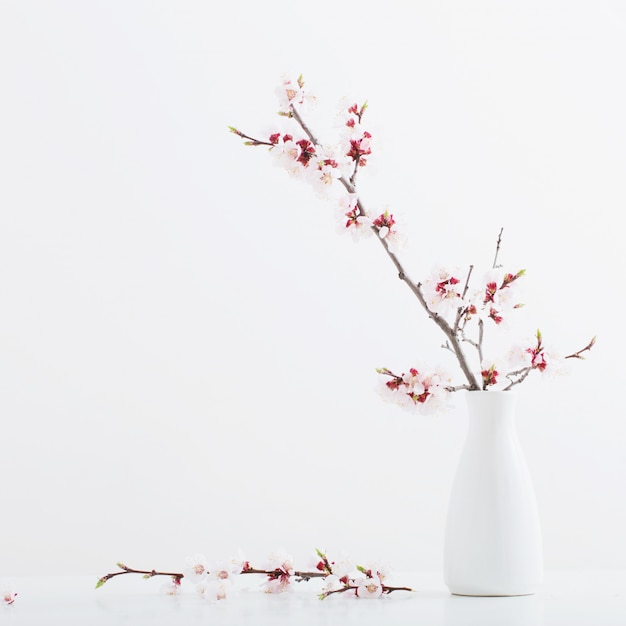Branche de cerisier en fleurs dans un vase sur fond blanc