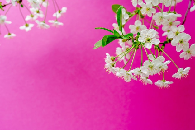 Branche de cerisier en fleurs. Fleurs blanches de printemps. Arbre à vin en fleurs.