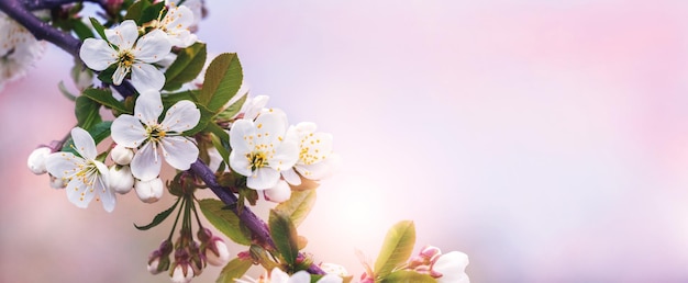 Branche de cerisier avec des fleurs sur fond rose clair Fleurs de cerisier Espace de copie