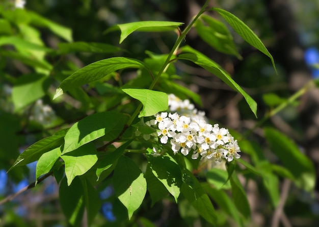 Une branche d'un cerisier en fleurs Une grappe de petites fleurs blanches sur une branche verte