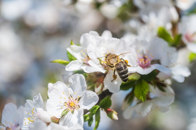 Branche de cerisier en fleurs