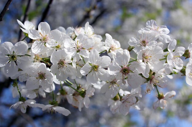 Branche de cerisier en fleurs