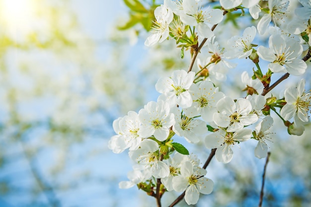 branche de cerisier sur fond flou