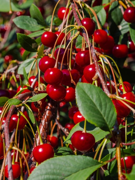 Branche de cerisier avec des grappes de baies rouges mûres et de feuilles vertes