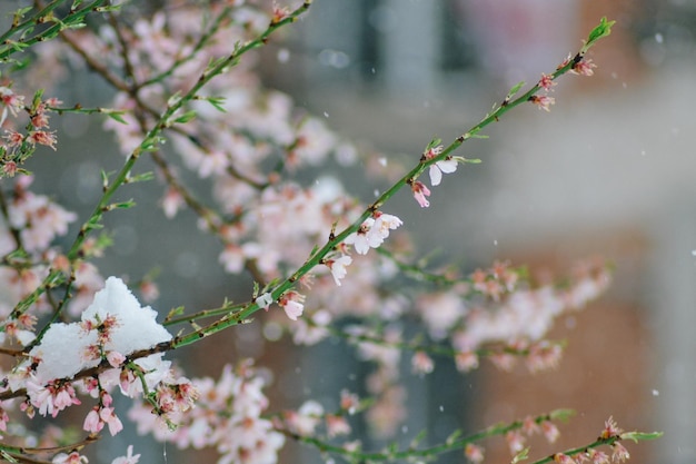 Une branche d'un cerisier avec de la neige dessus