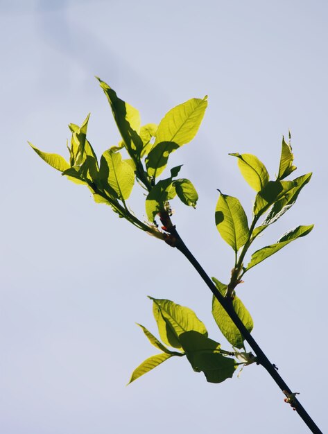 Branche de cerisier pleine de fleurs de fleurs isolé sur fond blanc