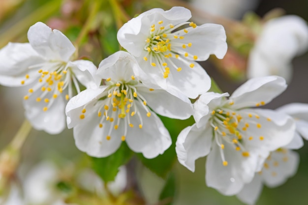 branche de cerisier et de poire avec des fleurs et des feuilles blanches sur un fond de ciel bleu