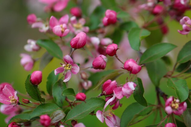 branche de cerisiers en fleurs et bourgeons avec mise au point sélective