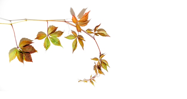 Branche de châtaignier avec des feuilles et lettre isolé sur fond blanc