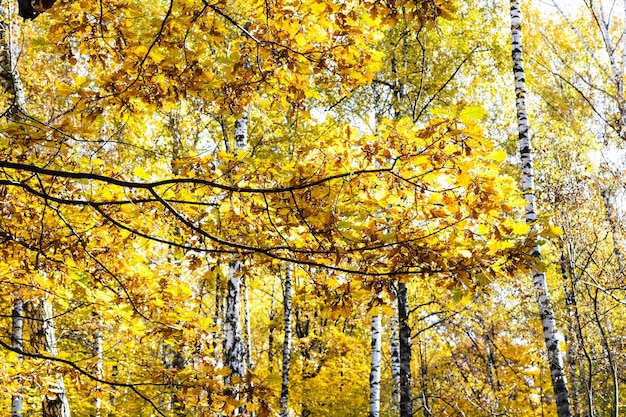 Branche de chêne au feuillage jaune et bouleaux