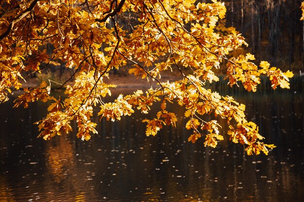 Branche de chêne d'automne avec des feuilles jaunes au-dessus de l'eau du lac dans le parc