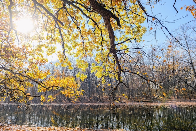 Une branche d'un chêne aux feuilles jaunes éclairées par un soleil éclatant sur fond de rivière et de forêt