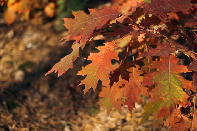 Branche de chêne aux feuilles d'oranger dans la forêt en automne. Fond naturel.